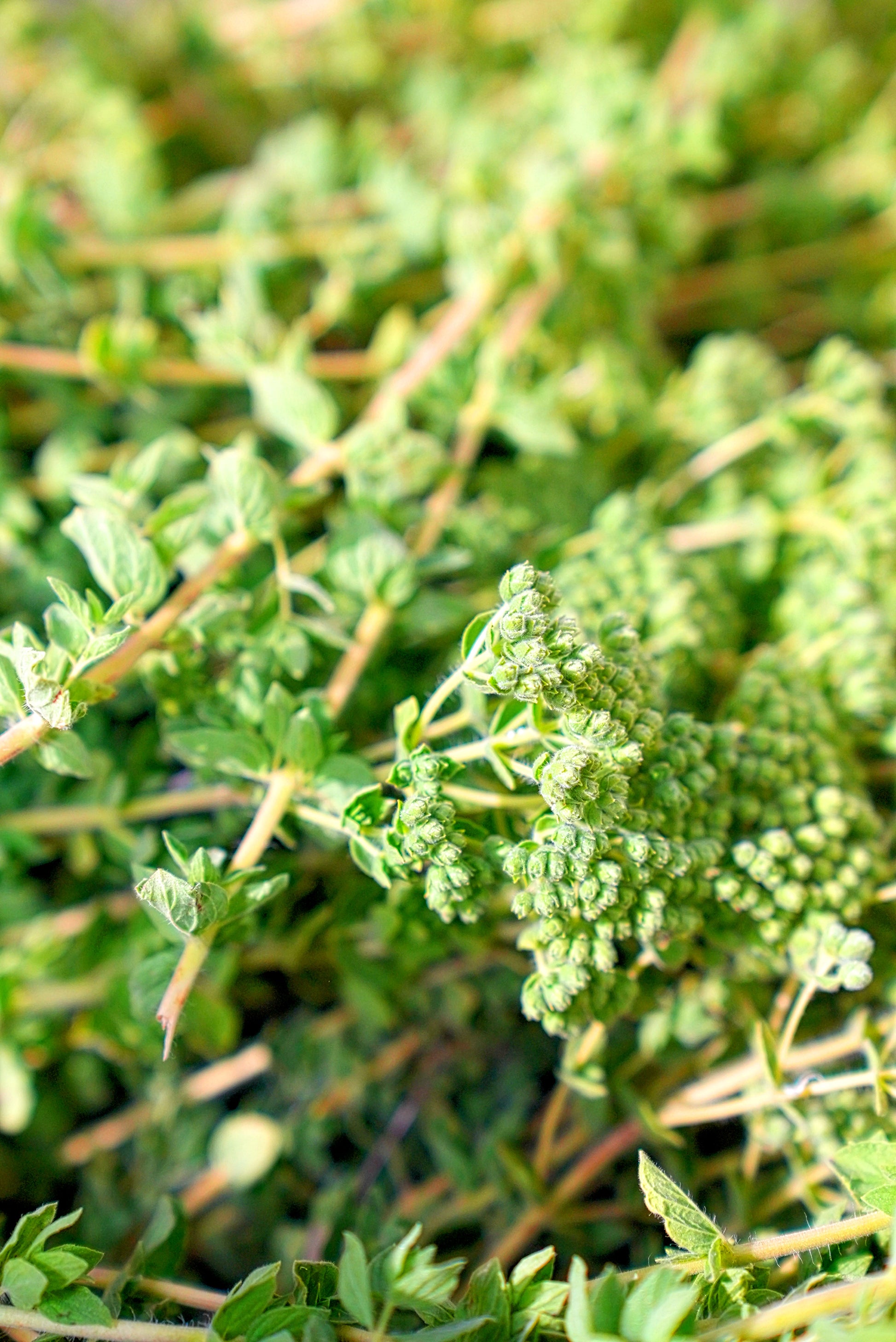 jp's Griechischer  Berg-Oregano